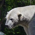 Eisbär (Ursus maritimus)