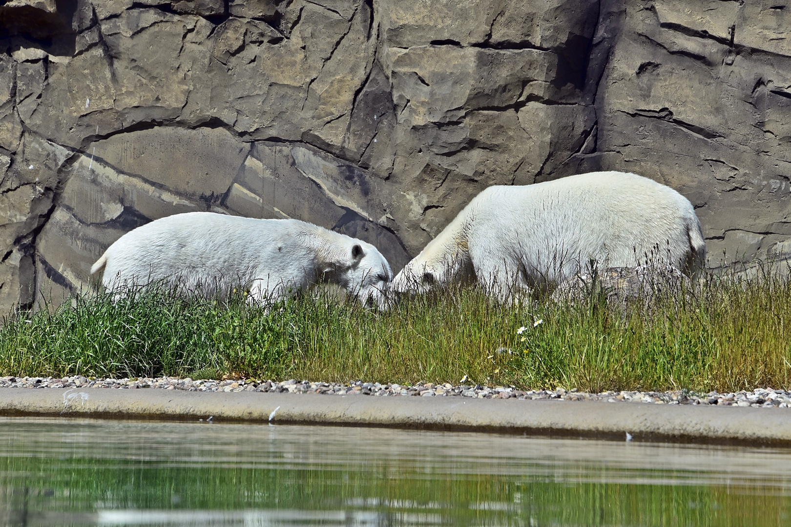 Eisbär (Ursus maritimus)