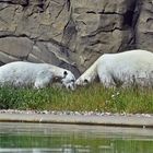 Eisbär (Ursus maritimus)