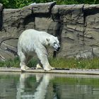 Eisbär (Ursus maritimus)