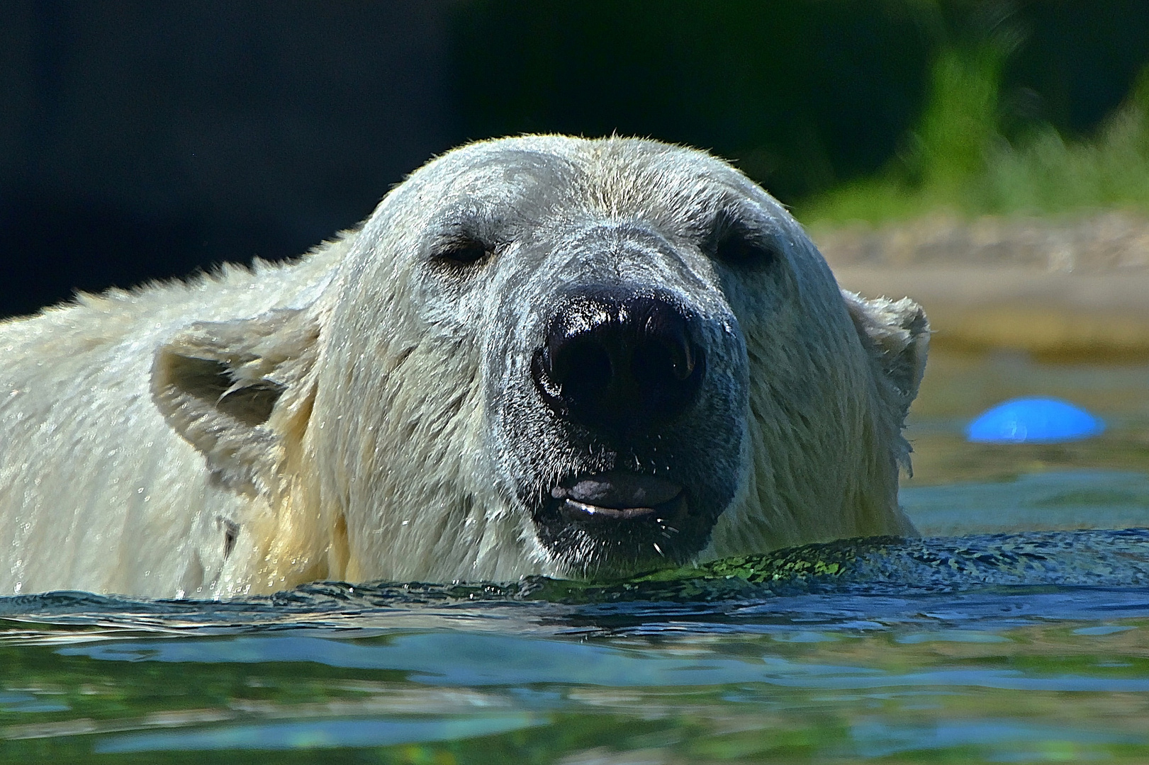 Eisbär (Ursus maritimus)