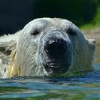 Eisbär (Ursus maritimus)