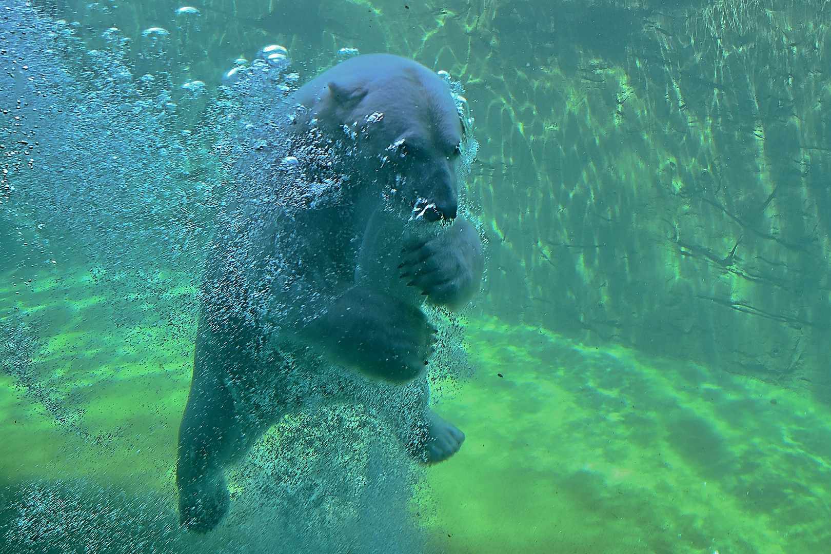 Eisbär (Ursus maritimus)