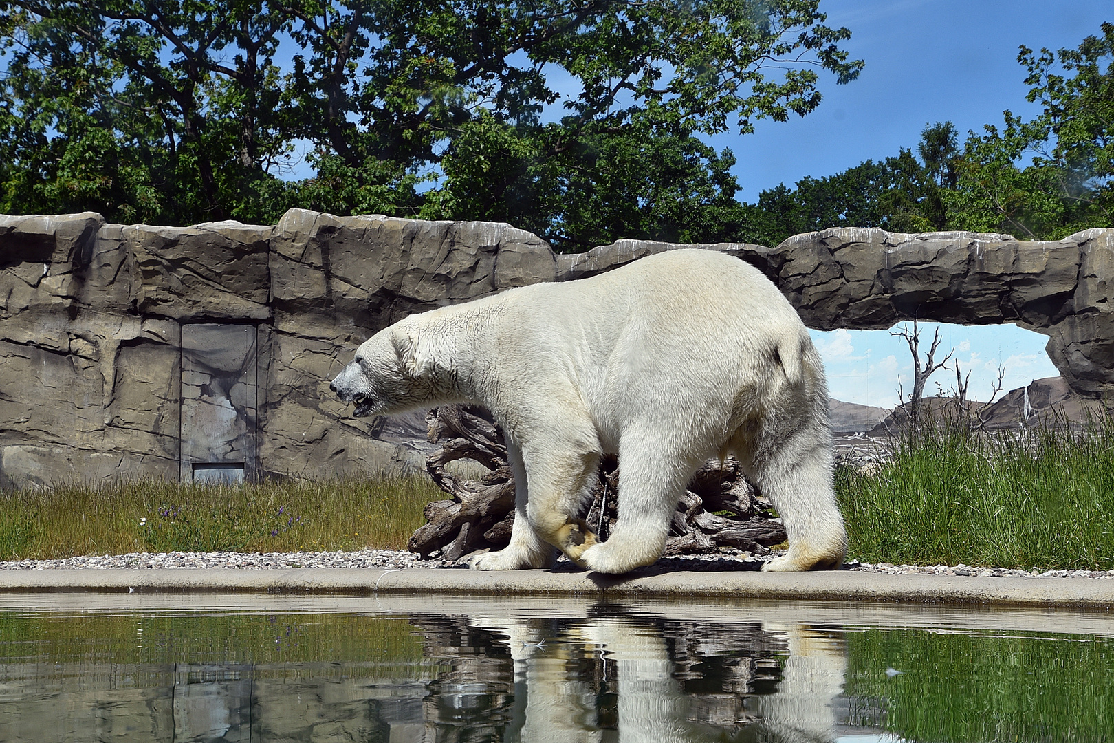 Eisbär (Ursus maritimus)