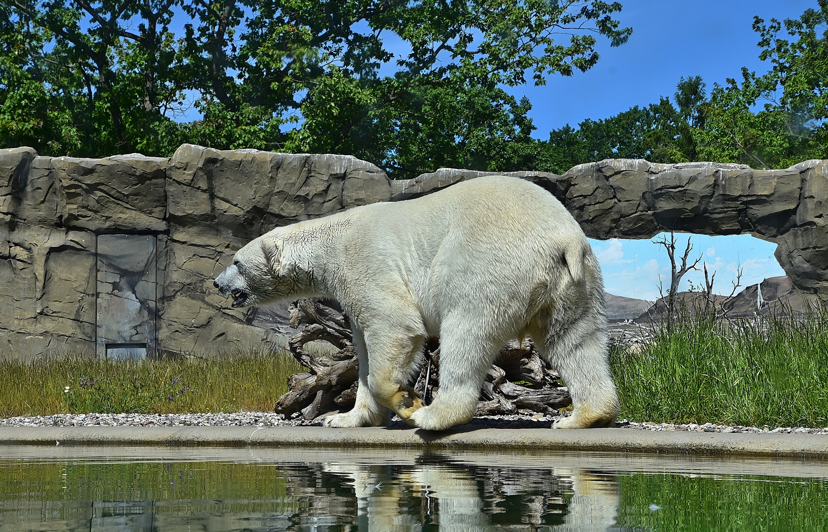 Eisbär (Ursus maritimus)