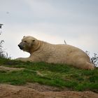 Eisbär (Ursus maritimus)