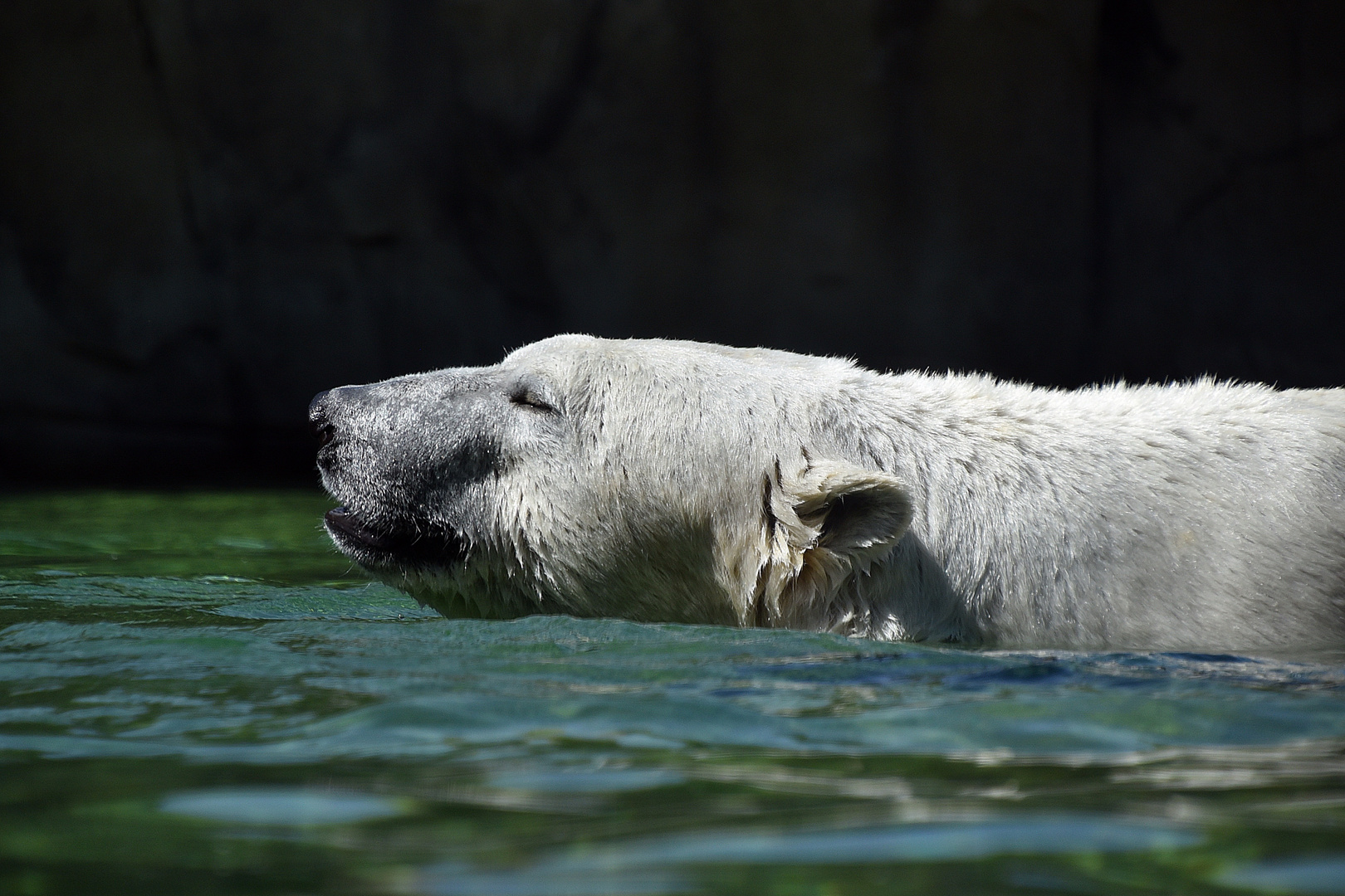 Eisbär (Ursus maritimus)