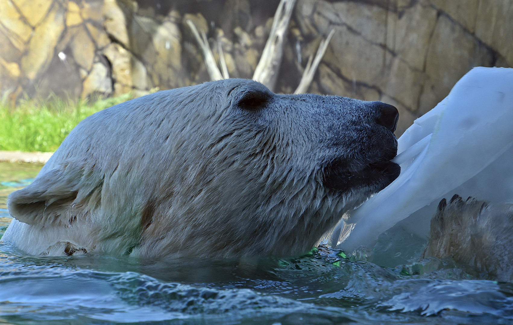 Eisbär (Ursus maritimus)