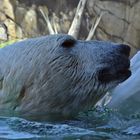 Eisbär (Ursus maritimus)