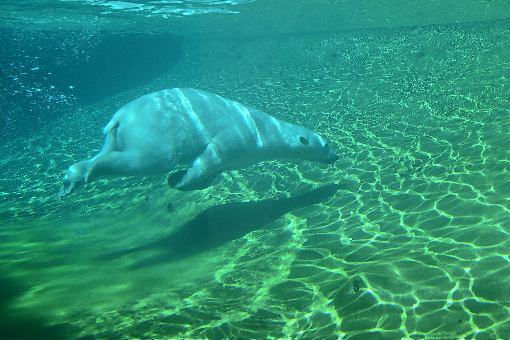 Eisbär (Ursus maritimus)