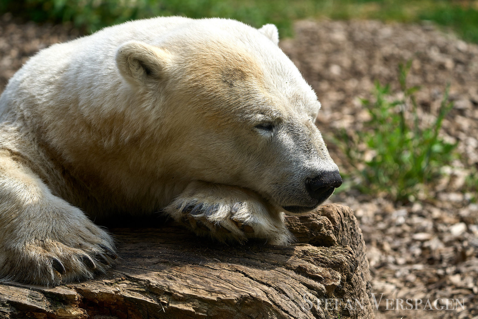 Eisbär (Ursus maritimus)