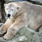 Eisbär -Ursus maritimus-