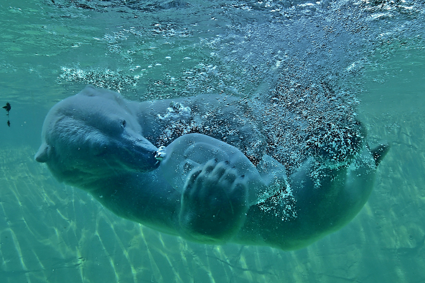 Eisbär (Ursus maritimus)