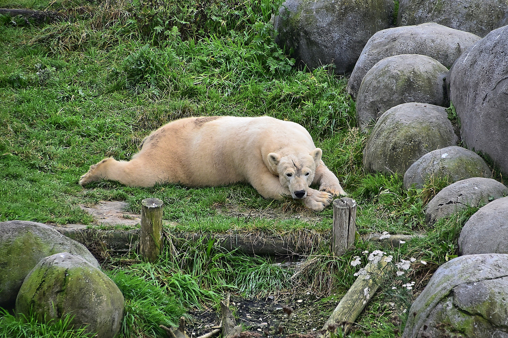 Eisbär (Ursus maritimus)