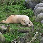 Eisbär (Ursus maritimus)