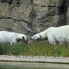 Eisbär (Ursus maritimus)