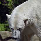 Eisbär (Ursus maritimus)