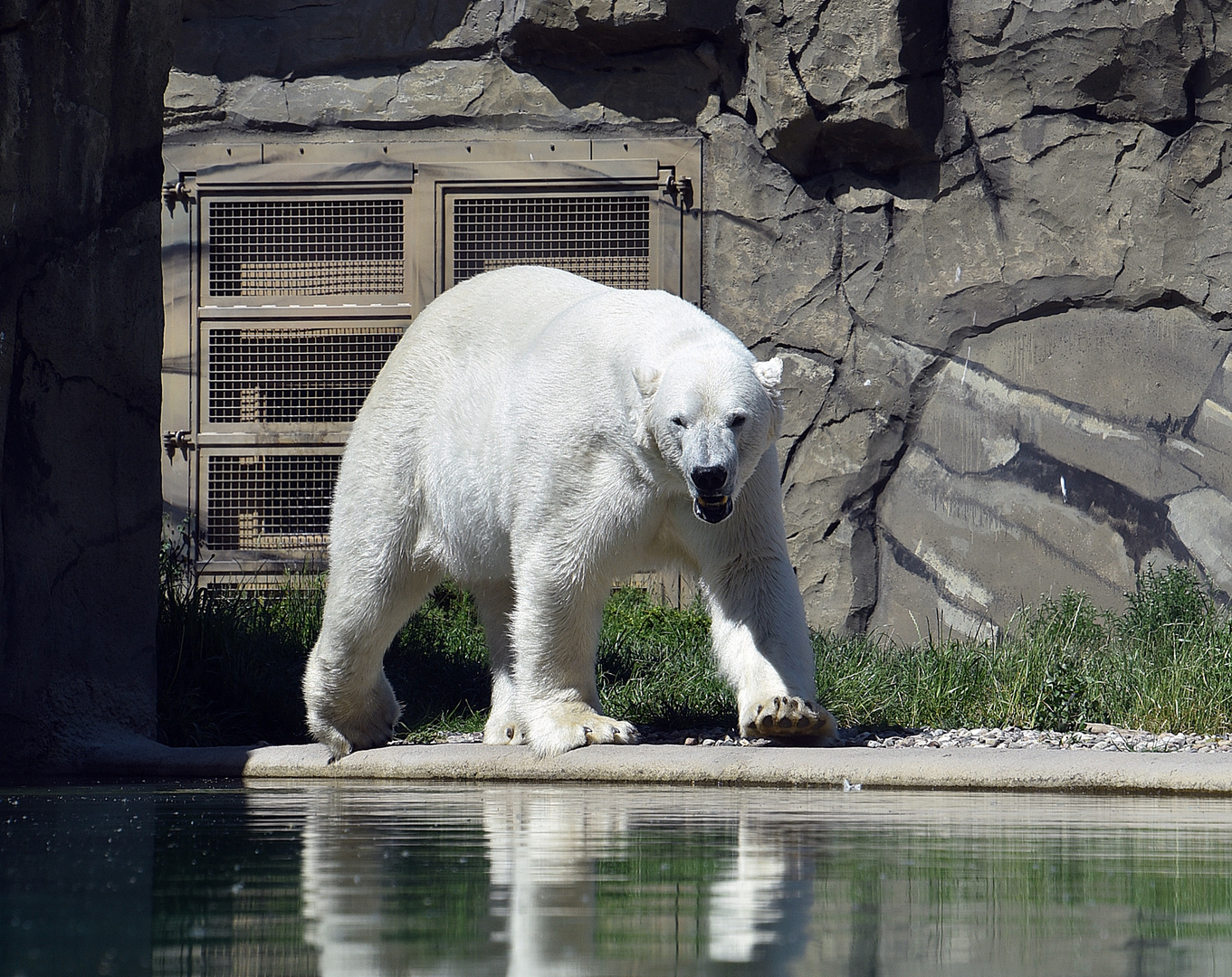 Eisbär (Ursus maritimus)