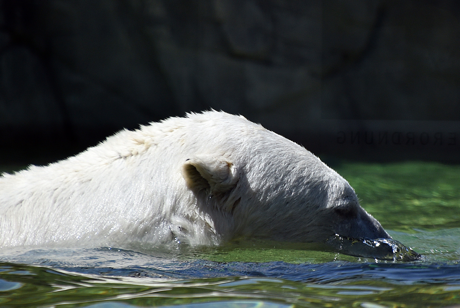 Eisbär (Ursus maritimus)