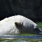 Eisbär (Ursus maritimus)