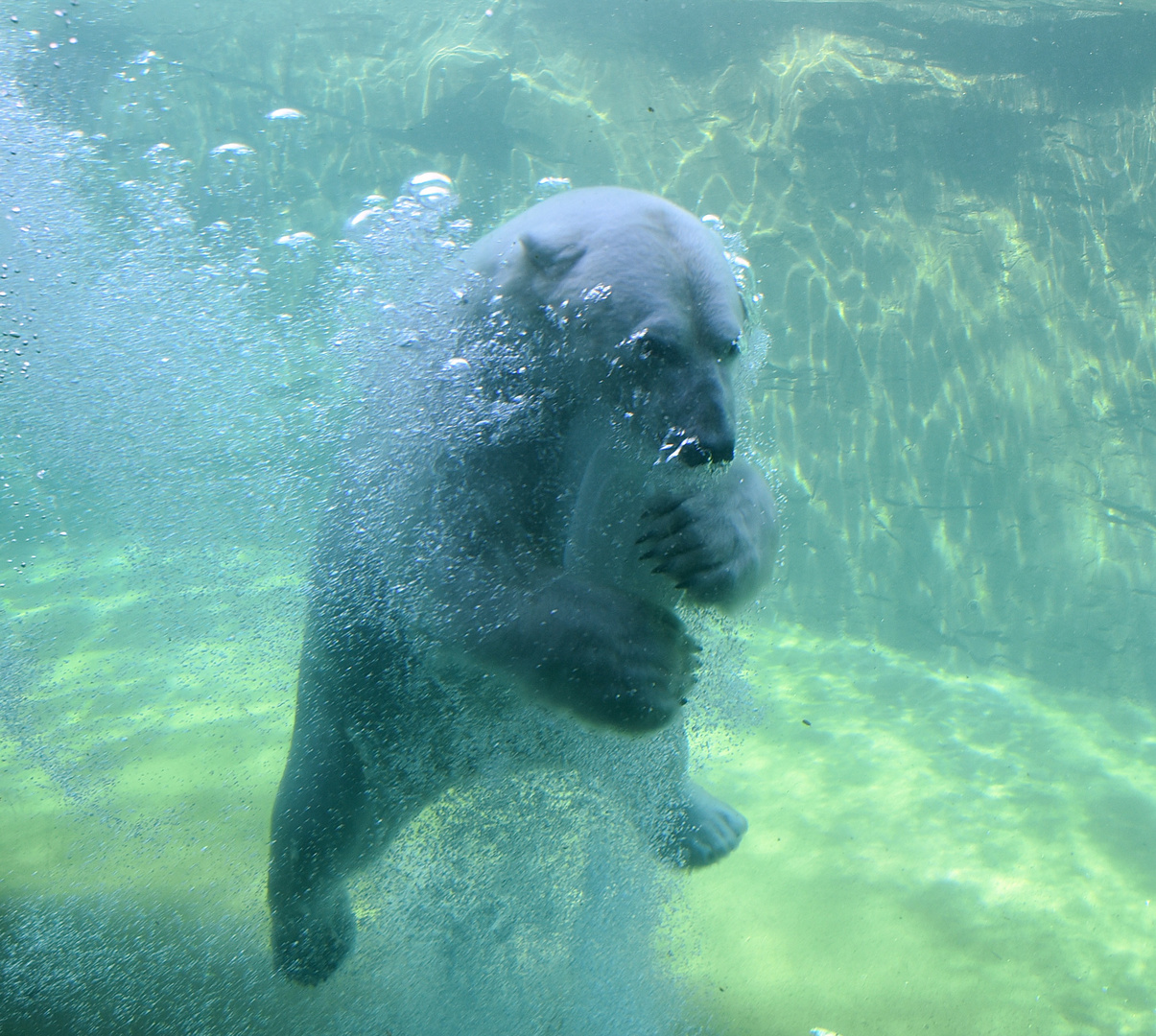 Eisbär (Ursus maritimus)