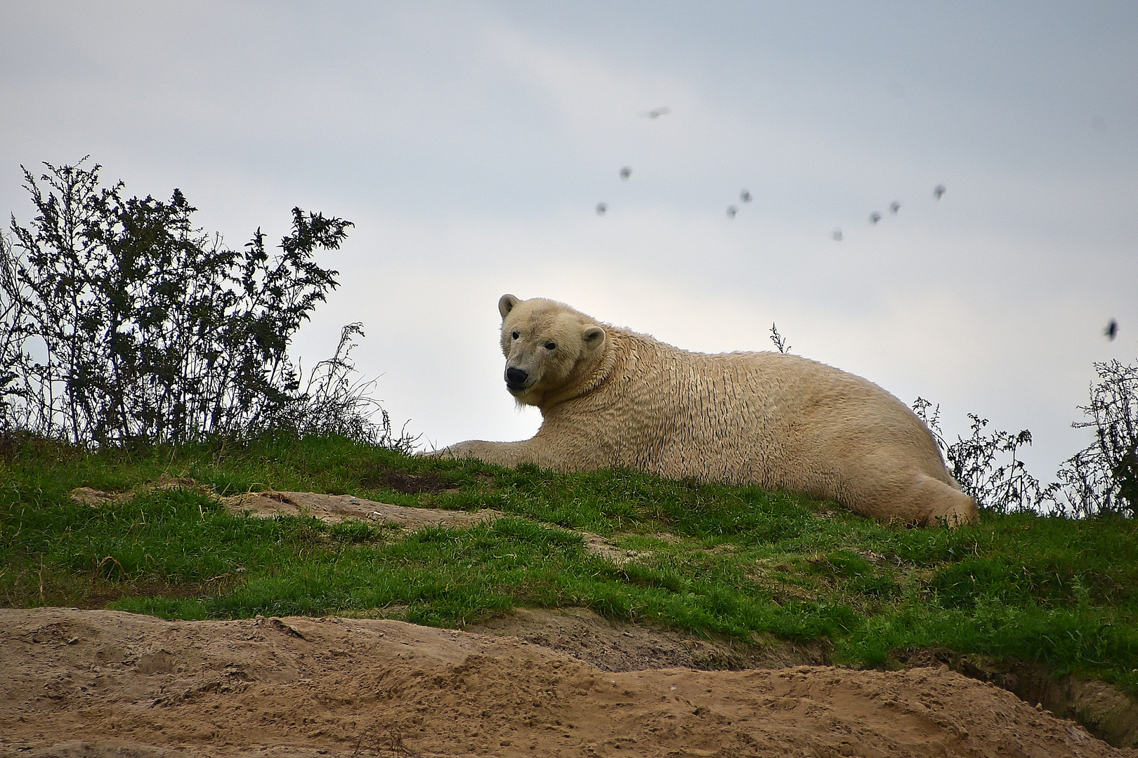  Eisbär (Ursus maritimus)