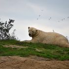  Eisbär (Ursus maritimus)