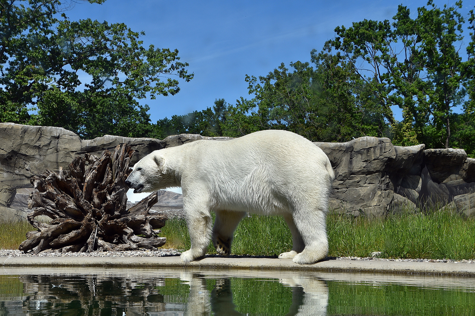 Eisbär (Ursus maritimus)