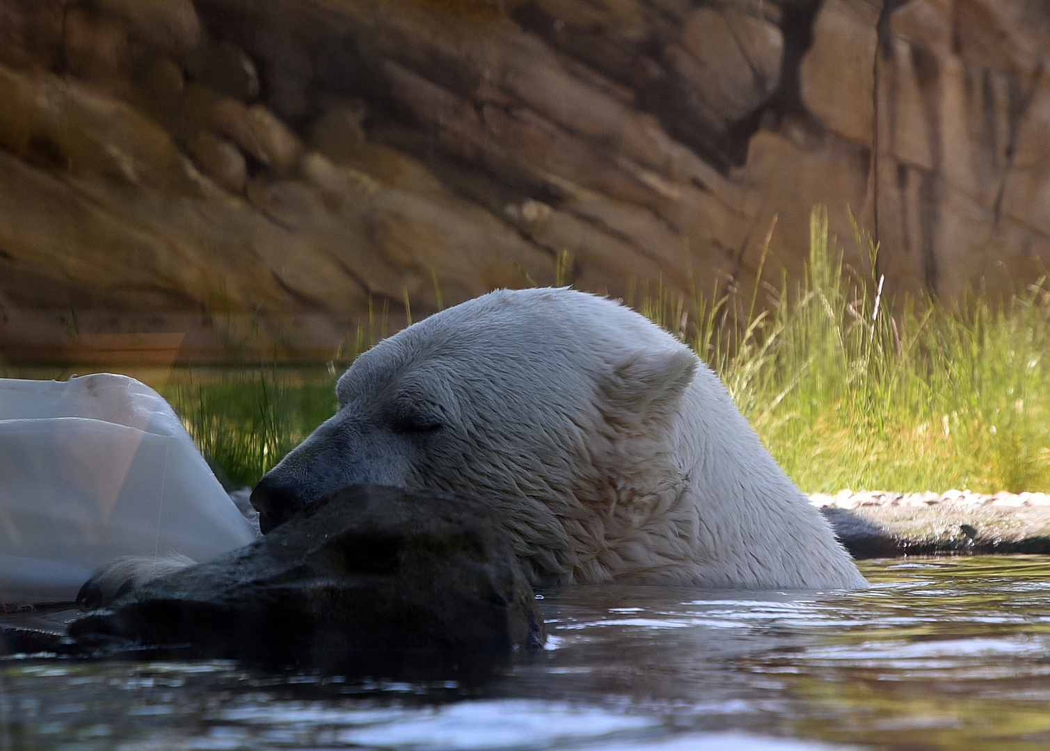 Eisbär (Ursus maritimus)