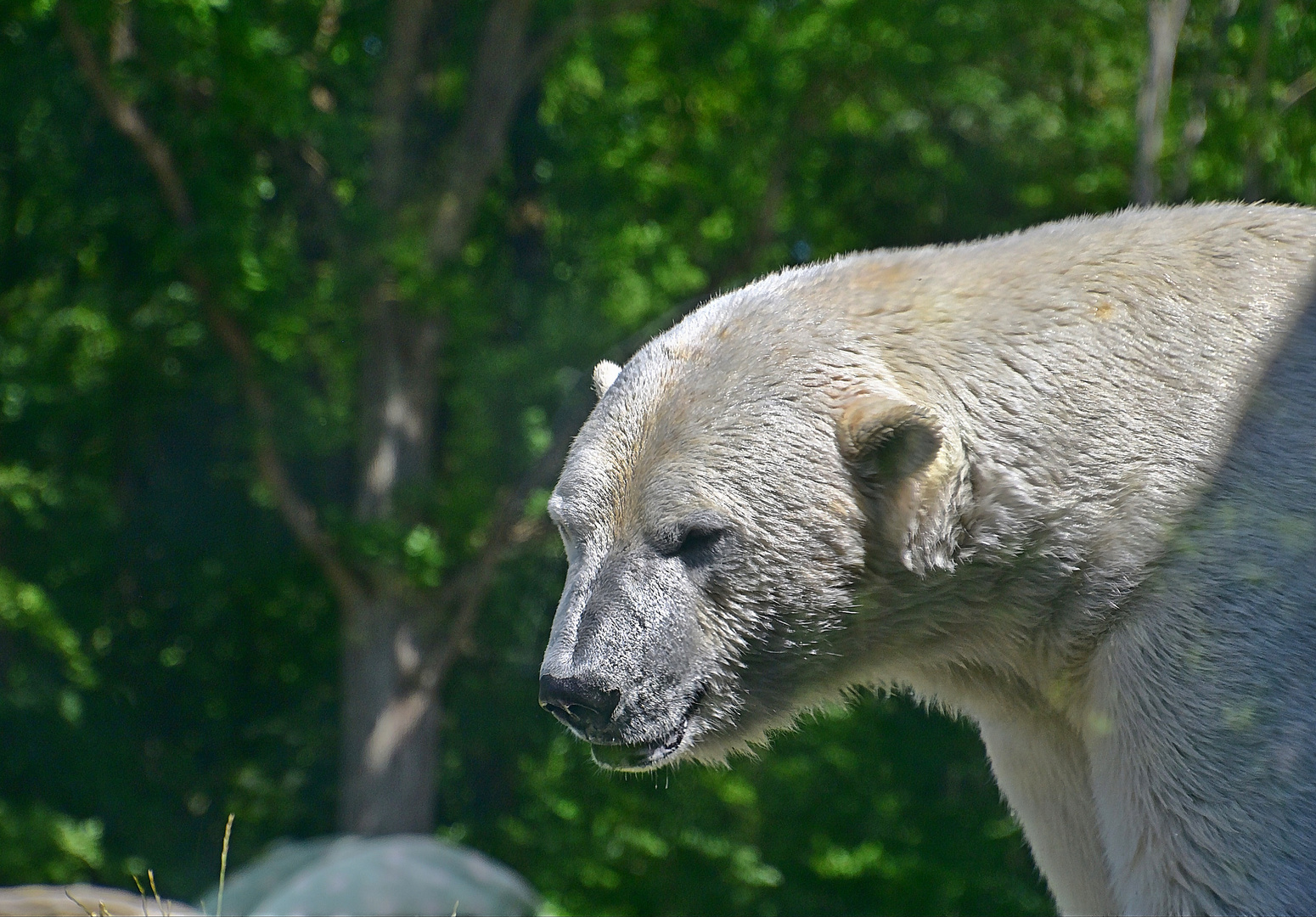 Eisbär (Ursus maritimus)