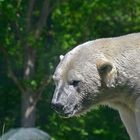 Eisbär (Ursus maritimus)