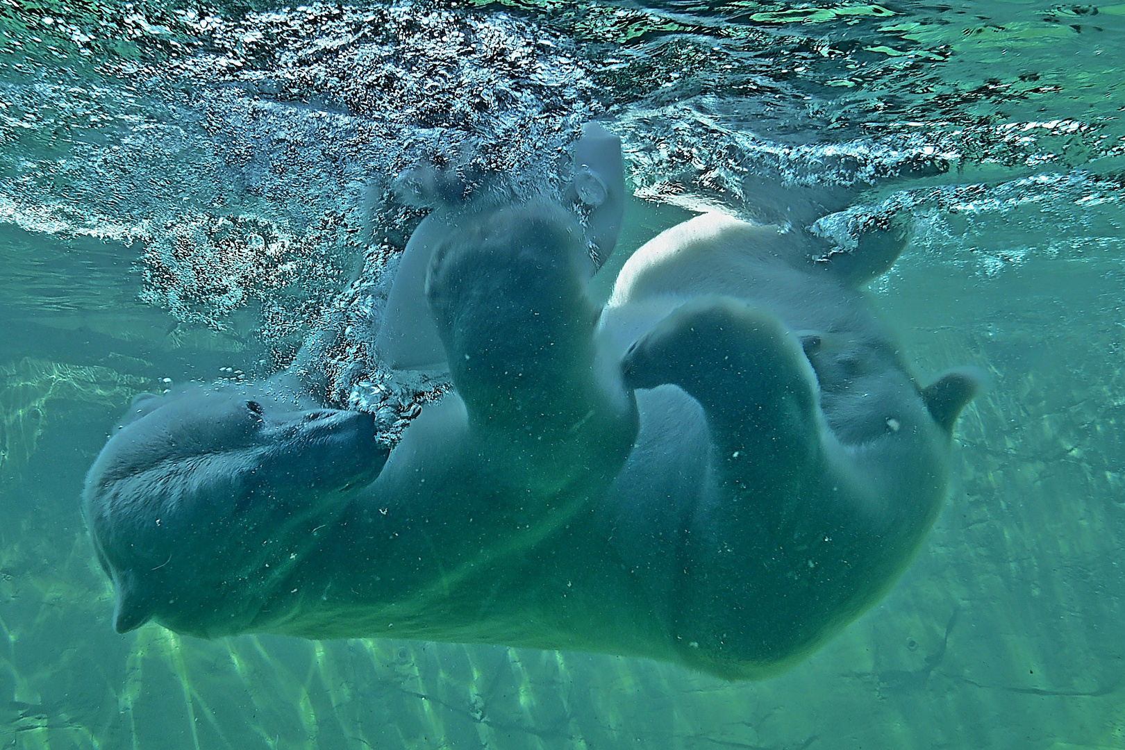 Eisbär (Ursus maritimus)