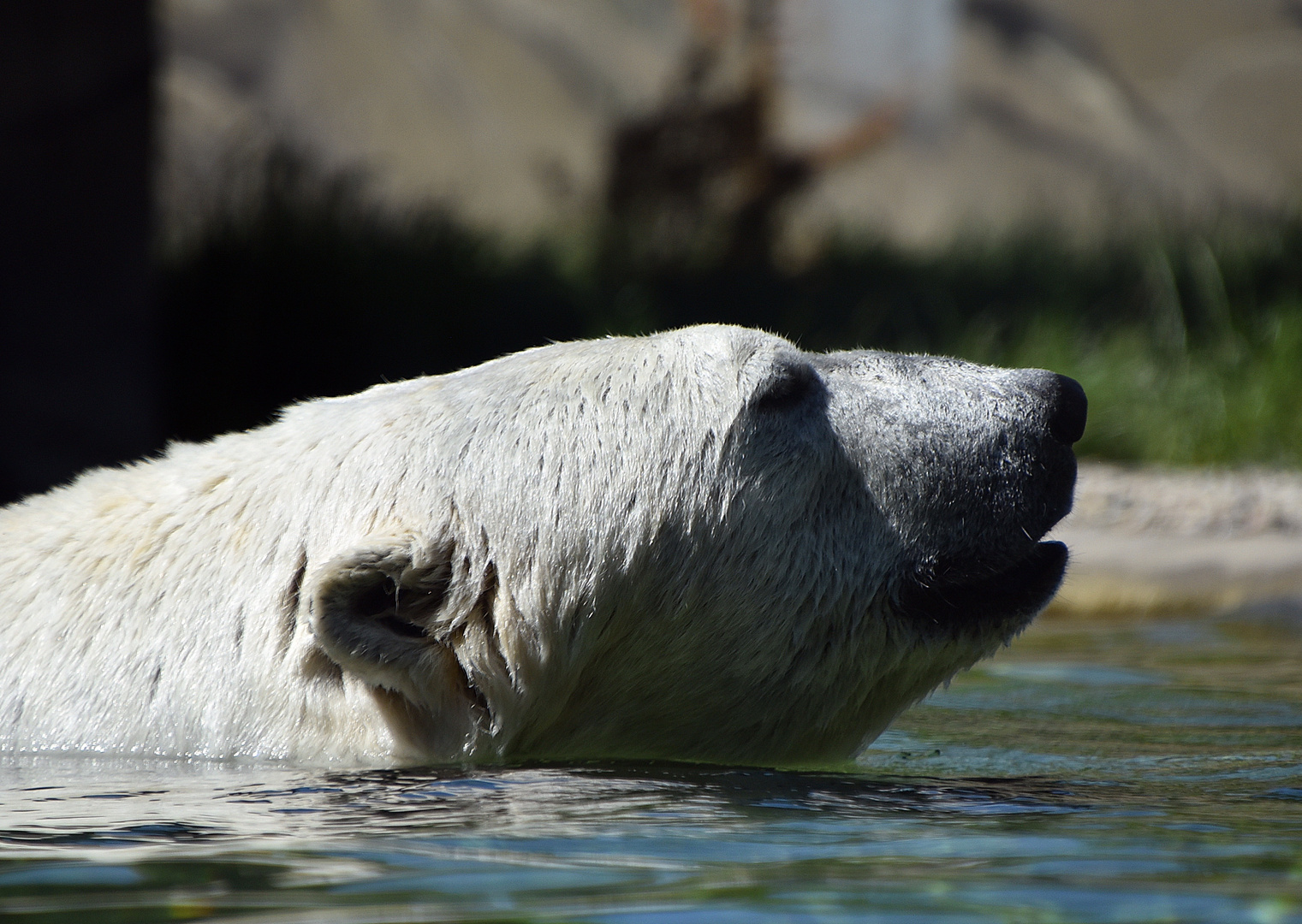 Eisbär (Ursus maritimus)