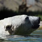 Eisbär (Ursus maritimus)