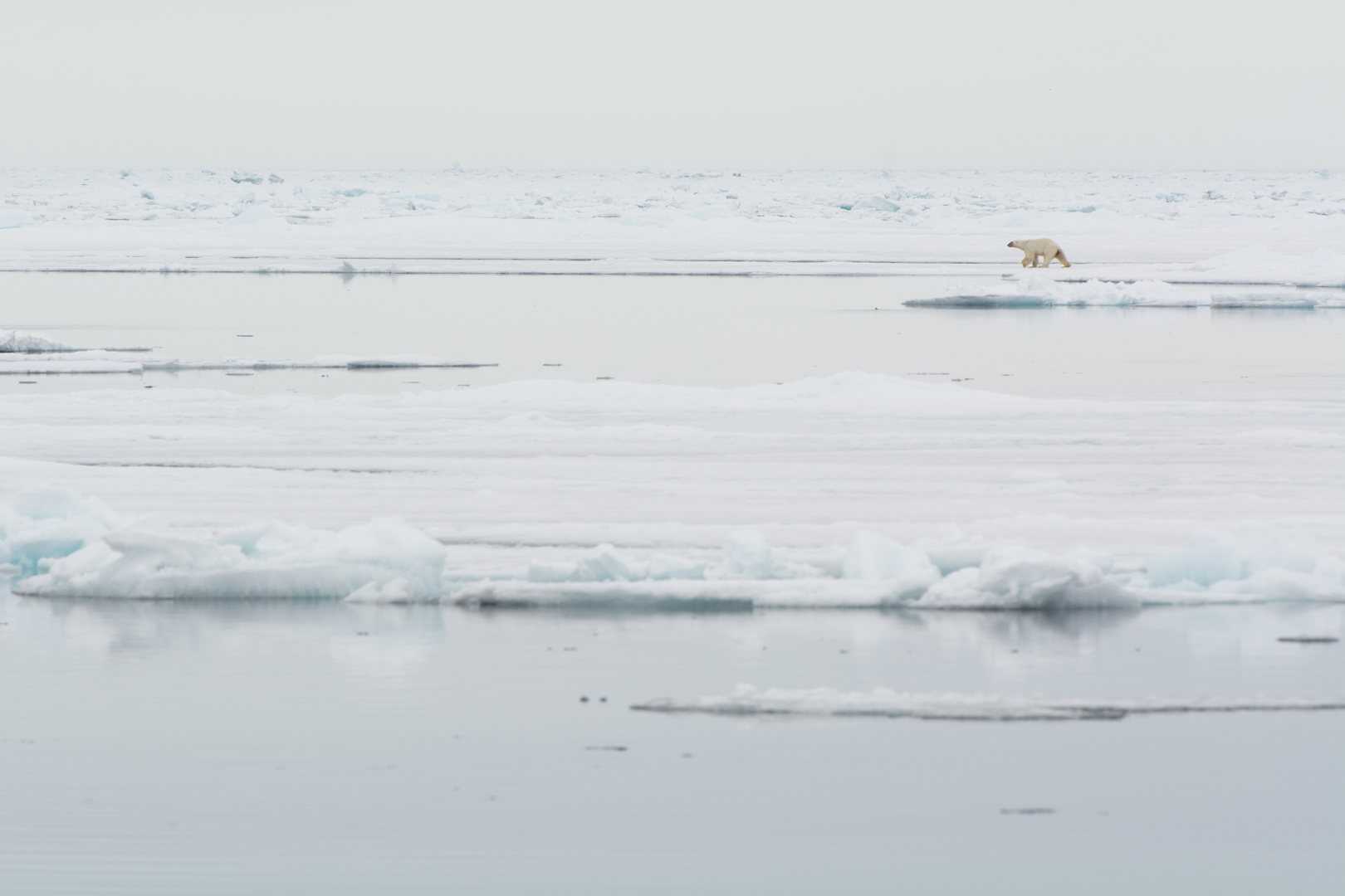 Eisbär (Ursus maritimus)