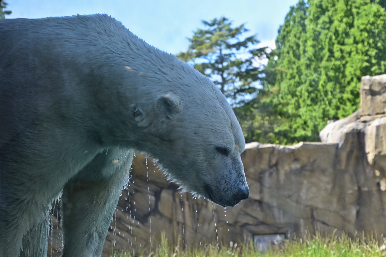 Eisbär (Ursus maritimus)