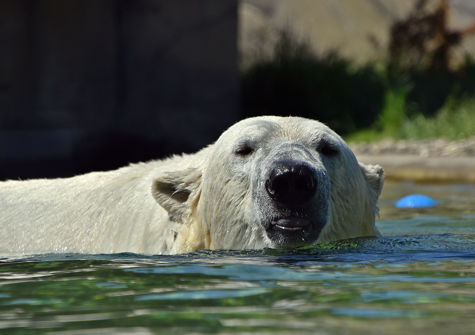 Eisbär (Ursus maritimus)