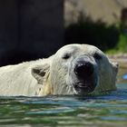 Eisbär (Ursus maritimus)