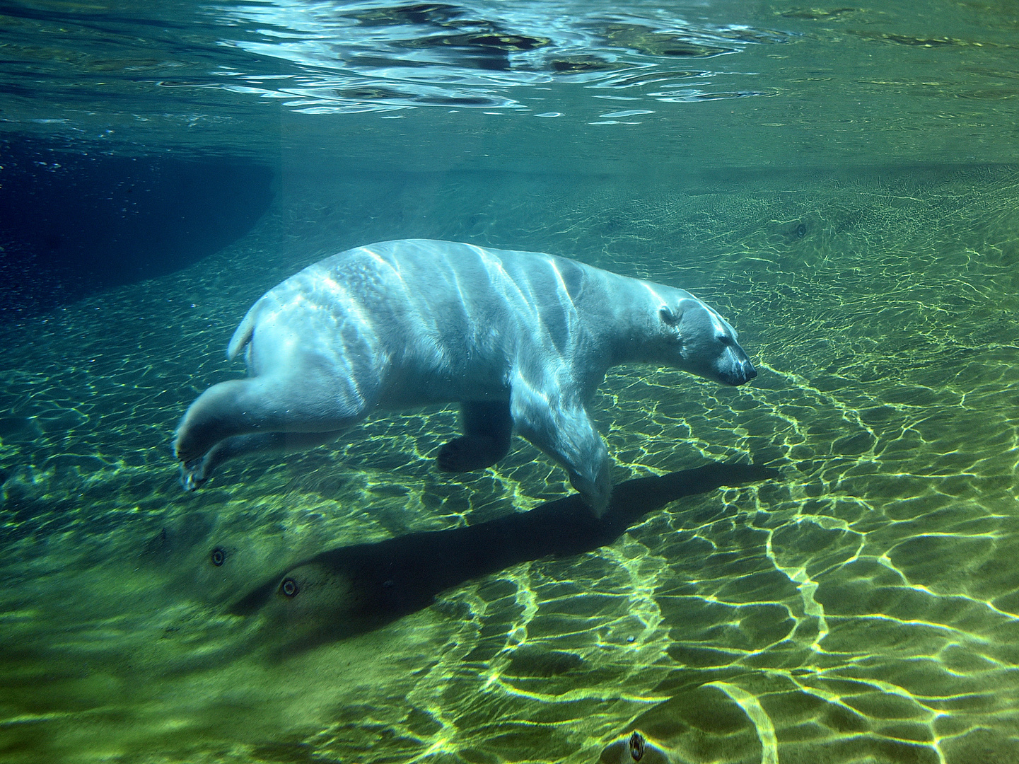  Eisbär (Ursus maritimus)