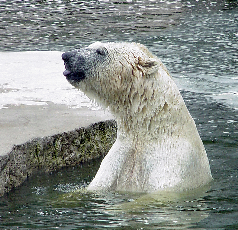 Eisbär -Ursus maritimus-