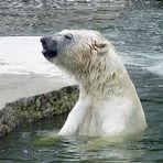 Eisbär -Ursus maritimus-