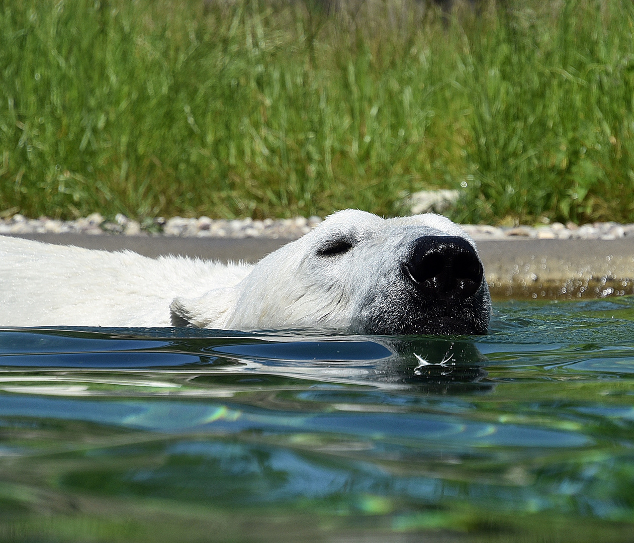 Eisbär (Ursus maritimus)