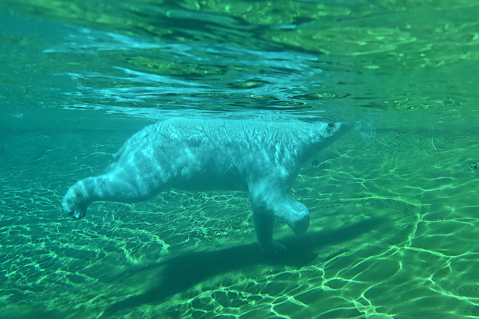 Eisbär (Ursus maritimus)