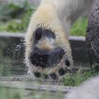 Eisbär (Ursus maritimus), Parc Zoologique & Botanique Muhlhous