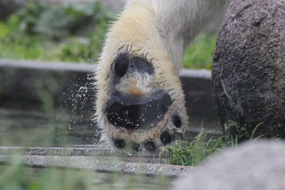 Eisbär (Ursus maritimus), Parc Zoologique & Botanique Muhlhous