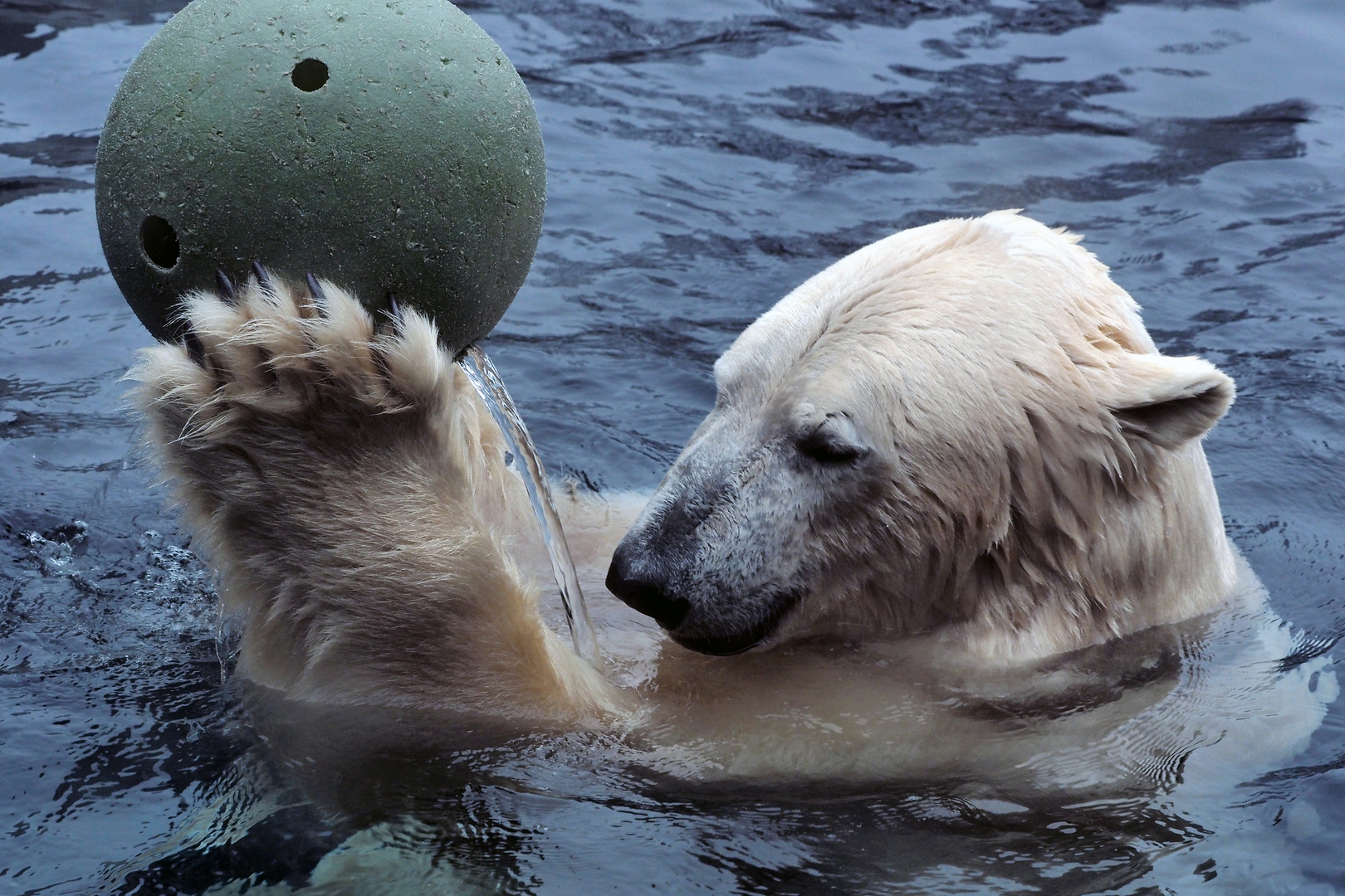 Eisbär verspielt