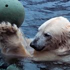 Eisbär verspielt