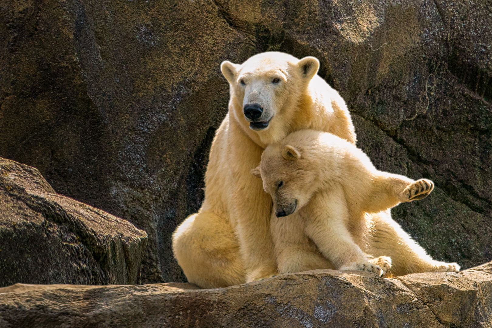 Eisbär - Vienna Zoo