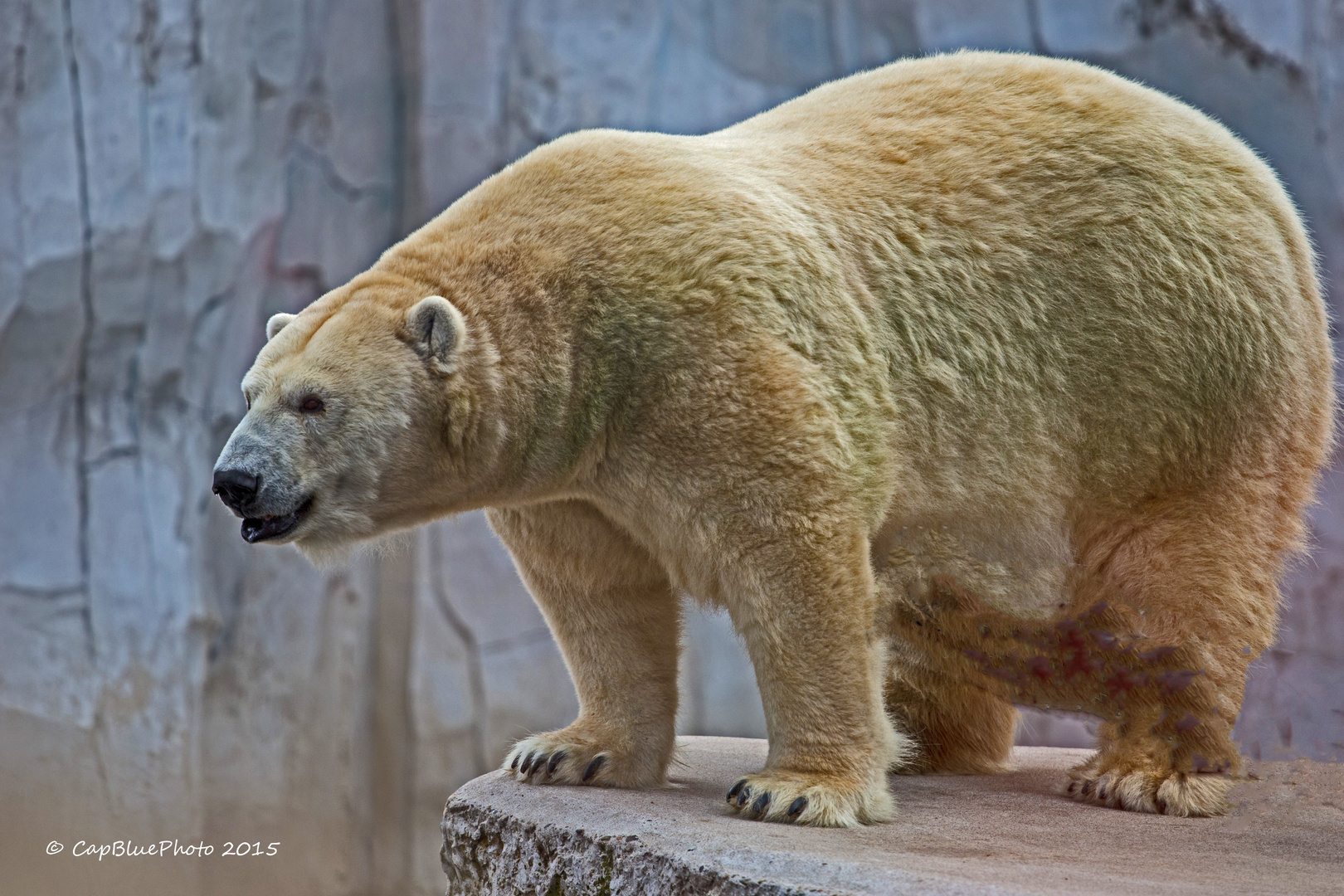 Eisbär Vitus