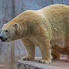 Eisbär Vitus